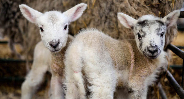 waleslambs