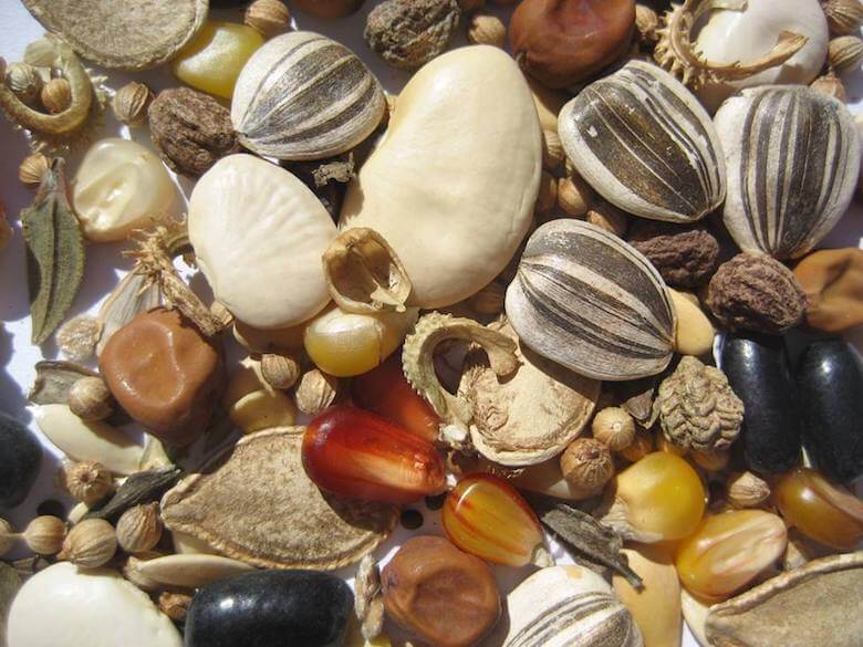 seedshed