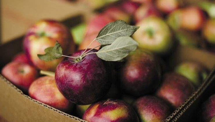 Apples_PatrickKolts
