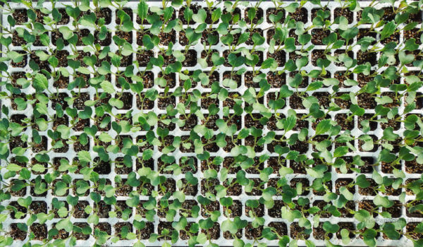 seedlings_flickr