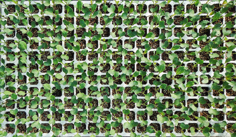 seedlings_flickr