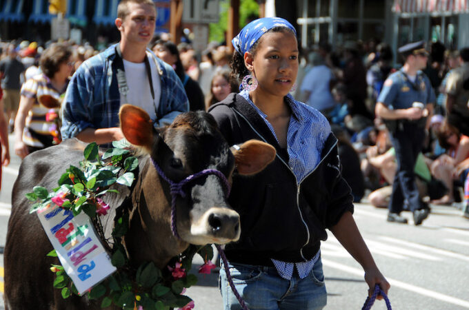 strolling of the heifers