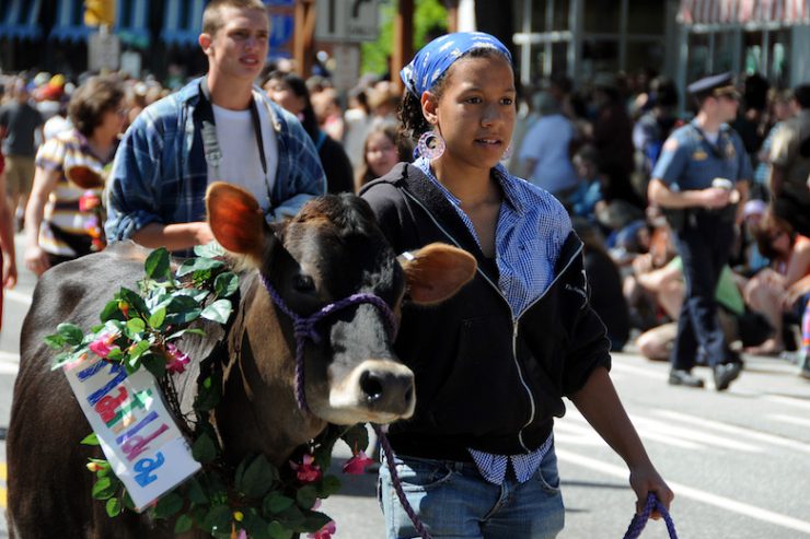 strolling of the heifers