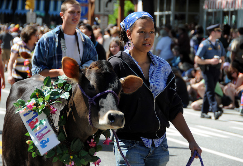 strolling of the heifers