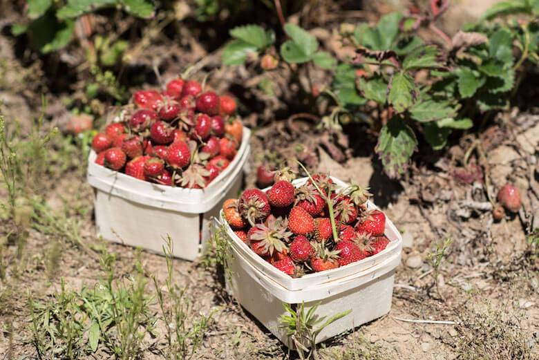 hudson valley harvest