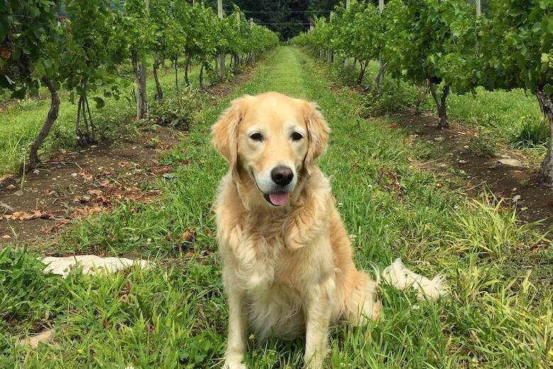 Shawangunk Wine Trail