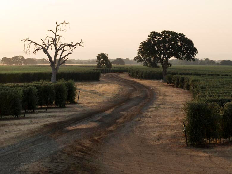 american olive oil