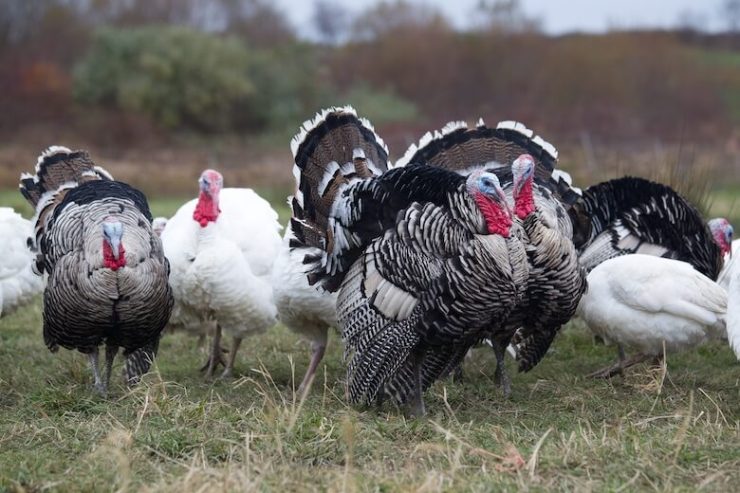Thanksgiving-Turkeys