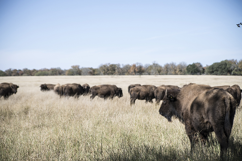 regenerative-agriculture-fashion