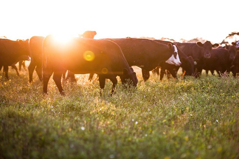 regenerative-agriculture-fashion