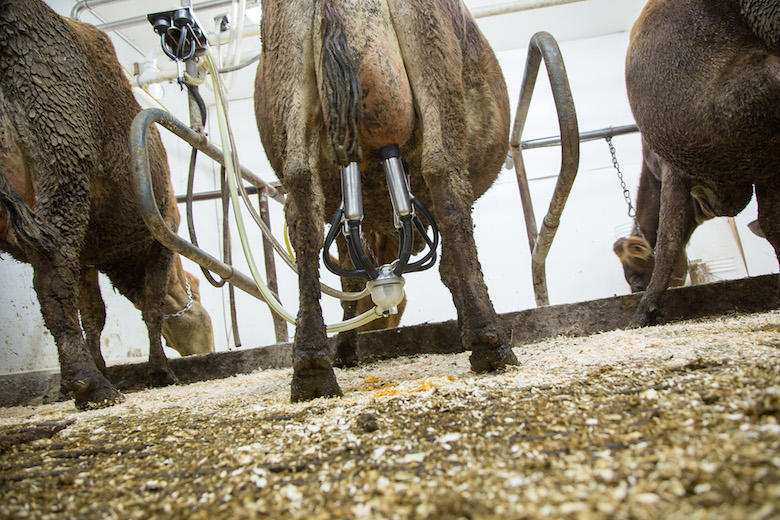 new york dairy