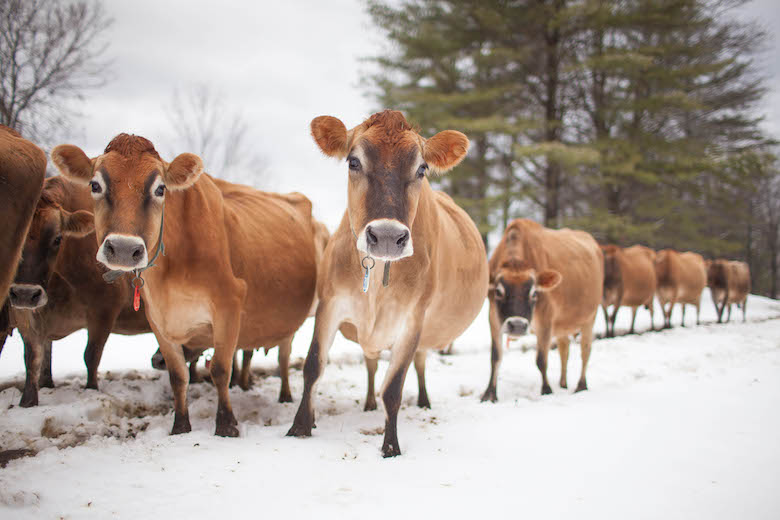 new york dairy