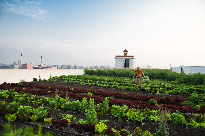 greenroofnewyorkcity