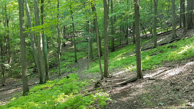 hunting-chanterelles-upstate-new-york