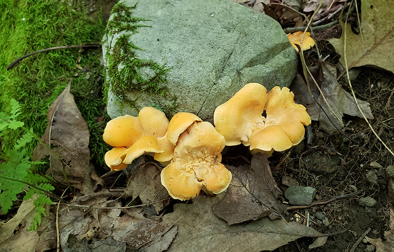 hunting-chanterelles-upstate-new-york