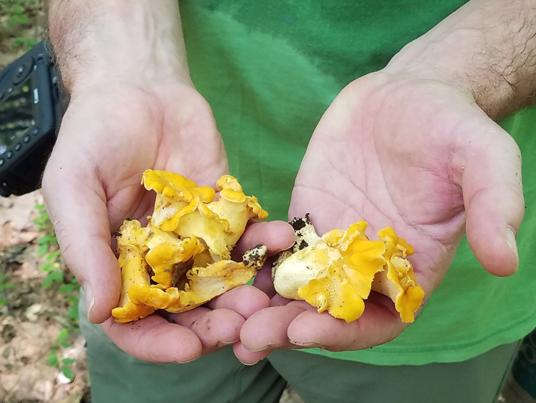 hunting-chanterelles-upstate-new-york