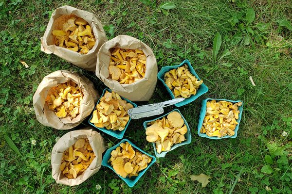 hunting-chanterelles-upstate-new-york