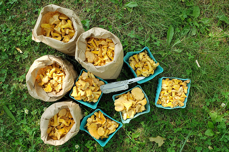 hunting-chanterelles-upstate-new-york