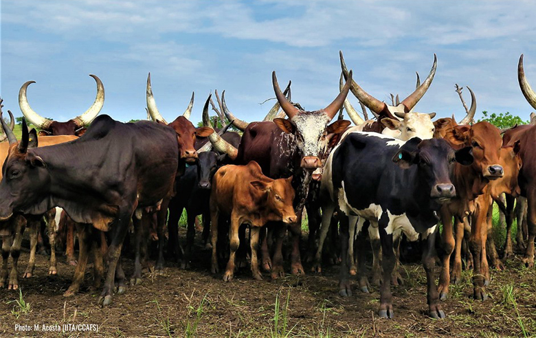 climate-change-CGIAR-CCAFS