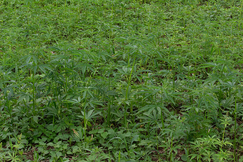 climate-change-rodale-institute-hemp