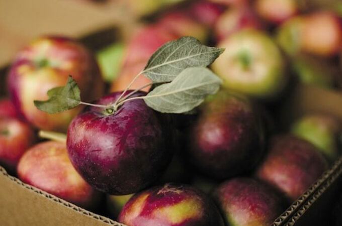 apples-patrick-kolts-manhattan