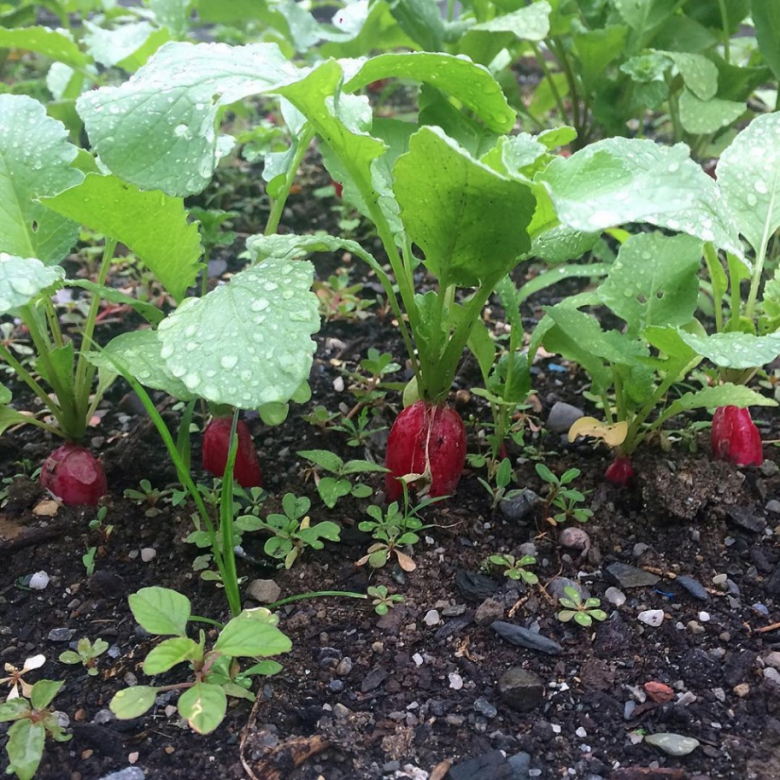 green-new-deal-food-youth-farm