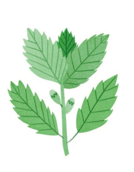 botany-at-the-bar