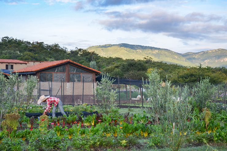 future of local food