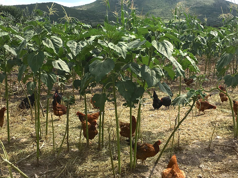 future of local food
