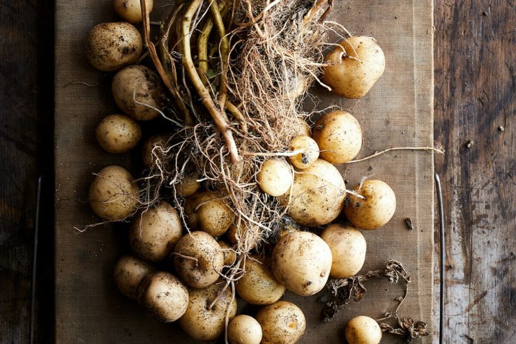 pile of potatoes