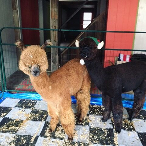 47578044_2209467196047393_791071471991521280_n