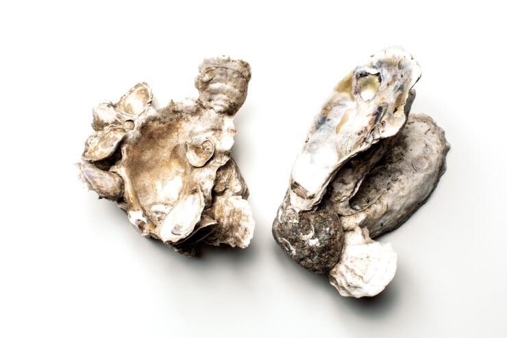 oysters looking like vintage jewelry
