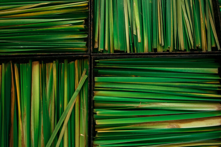 harvested lemongrass in boxes