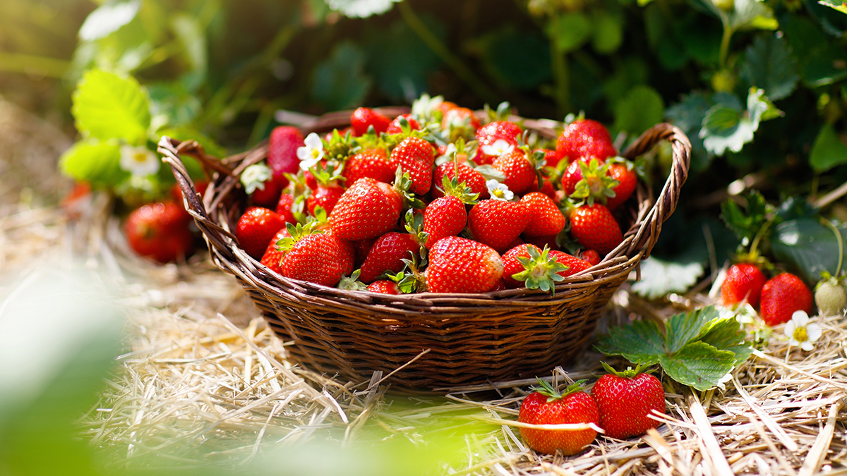 a basket of strawberries sitting on a bed of straw