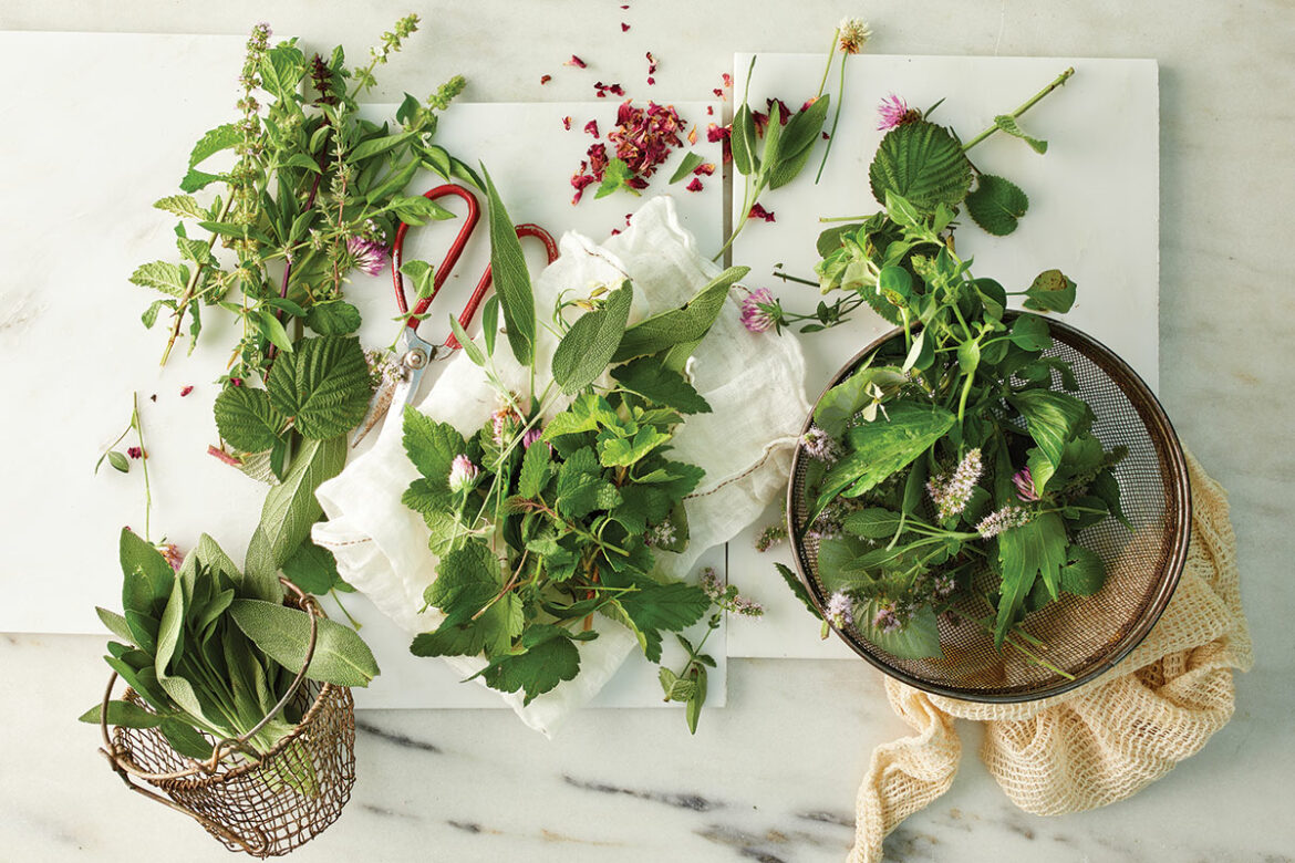 herbs spread out on a marble table