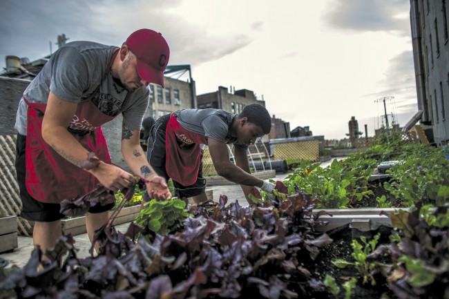 Rooted. The latest manifestation of the Bowery Mission’s good will toward humanity aims to nourish its community from its own land, so to speak, while offering job training on the bridge back to life.
